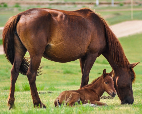 Equine Veterinary Services